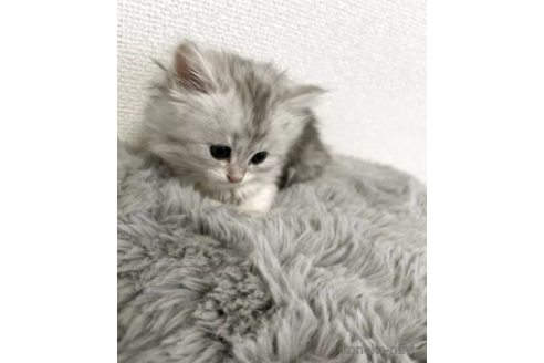 販売中の千葉県のミックス-116236の3枚目